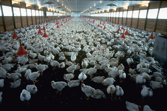 Focolai di aviaria nel veronese, scattano le misure di contenimento