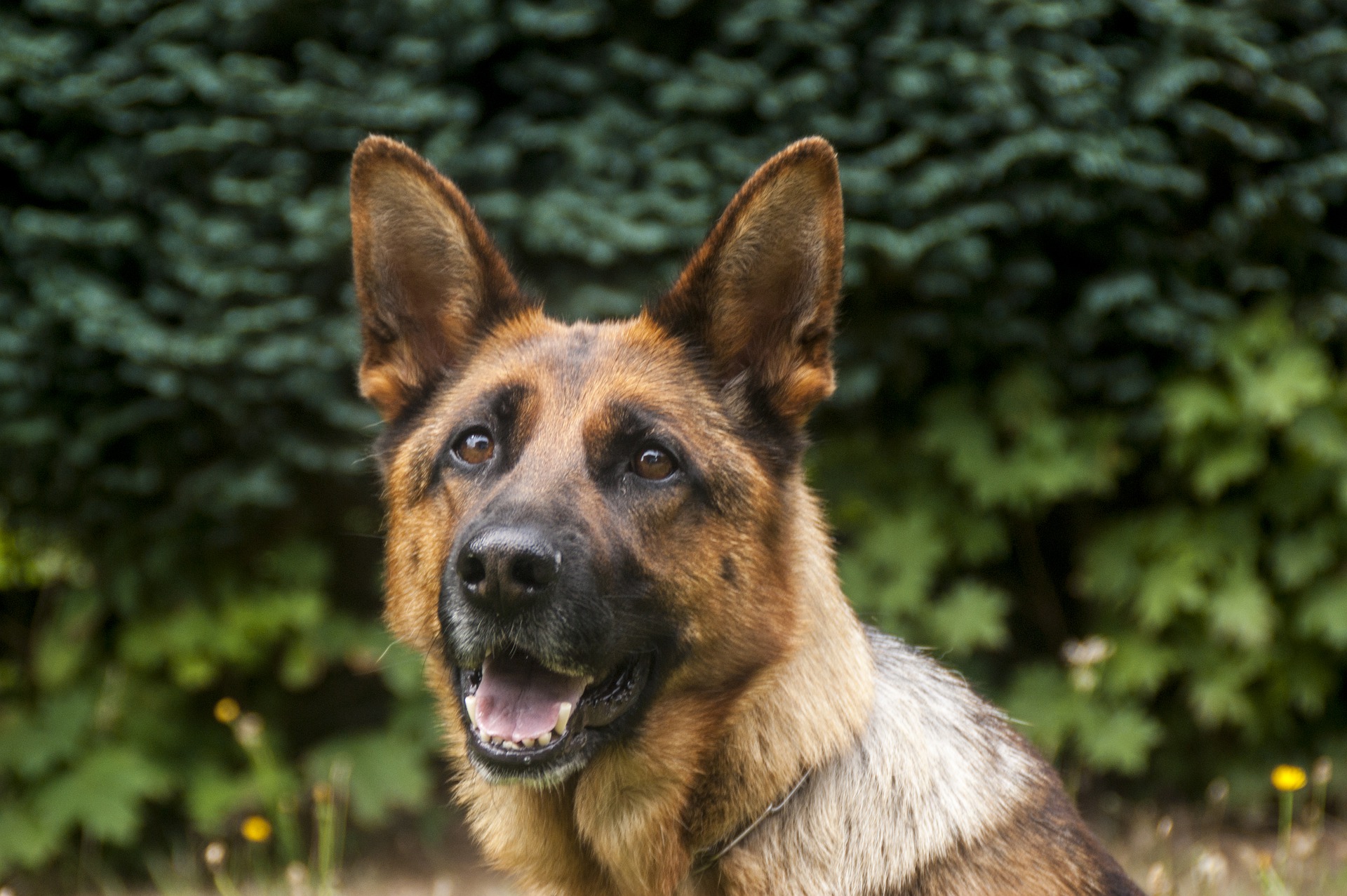 Scuola nazionale cani guida, open day per conoscere le attività di un’eccellenza toscana
