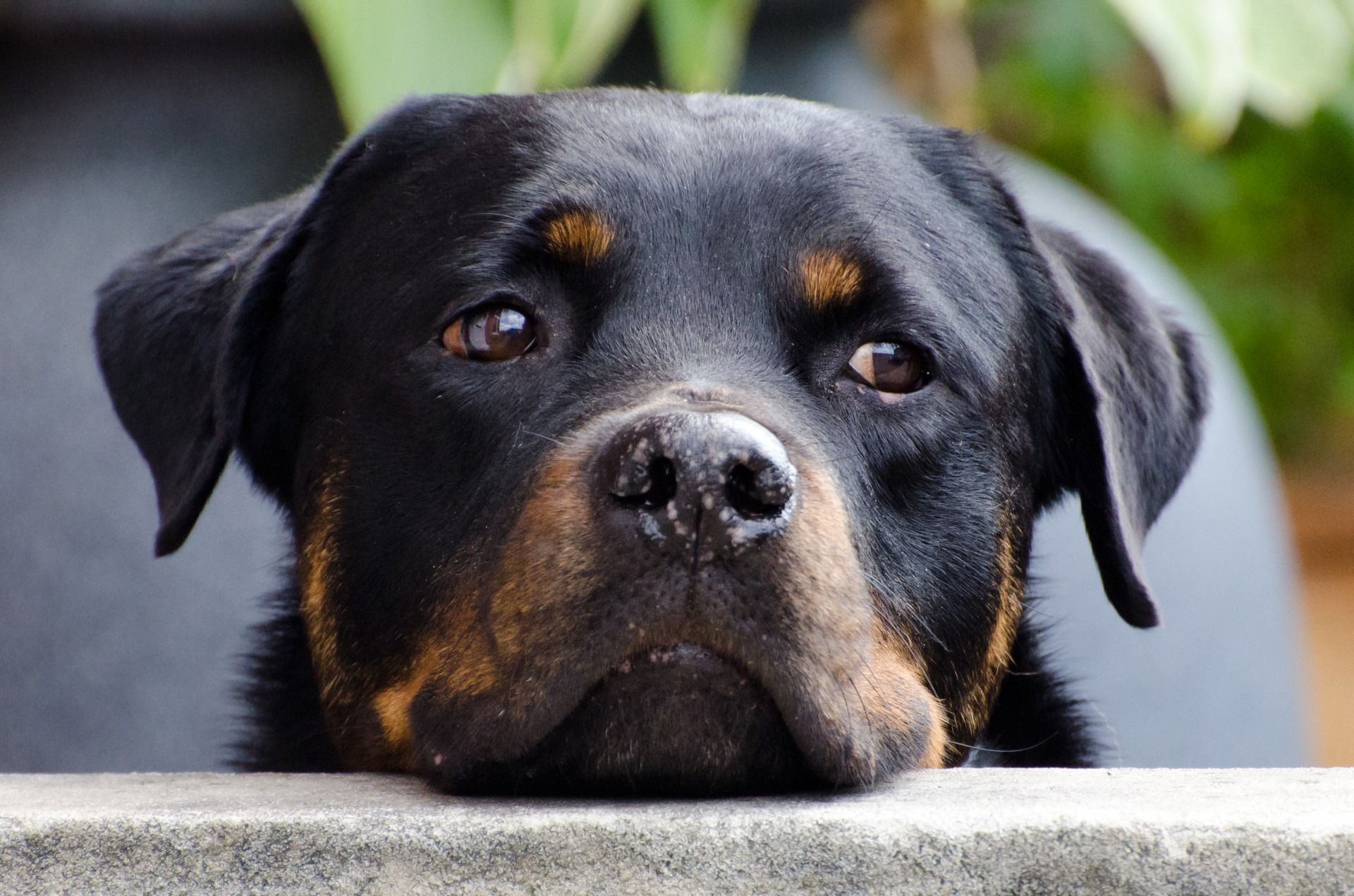 Chiuso da solo in appartamento da un anno, rottweiler liberato dalla municipale