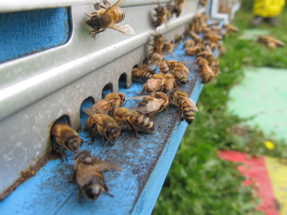 Aiuti agli apicoltori: al via due bandi per 310 mila euro