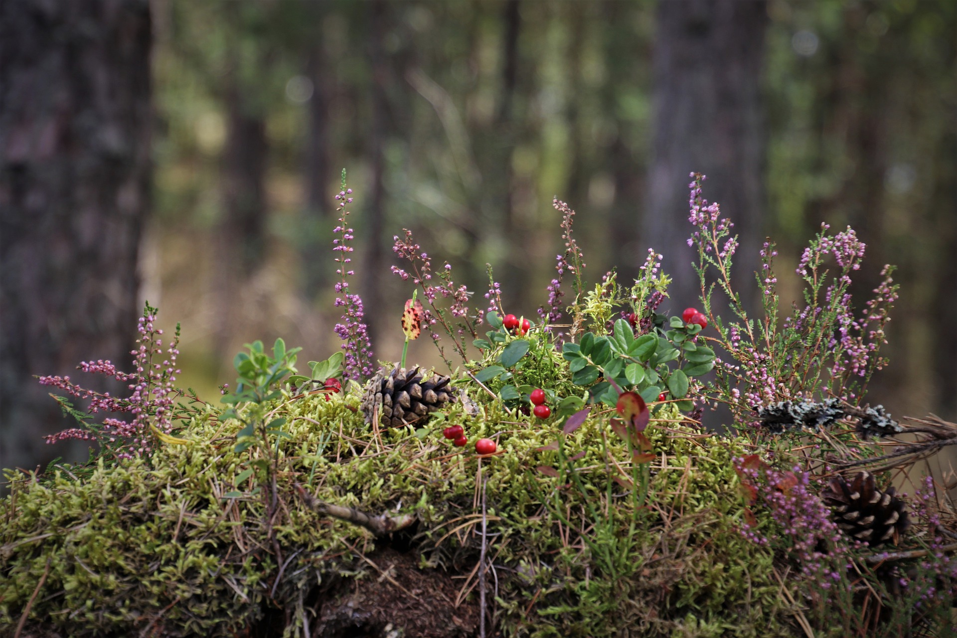 Agricoltura, finanziati i corsi per insegnare ai giovani il valore del bosco e dei suoi frutti