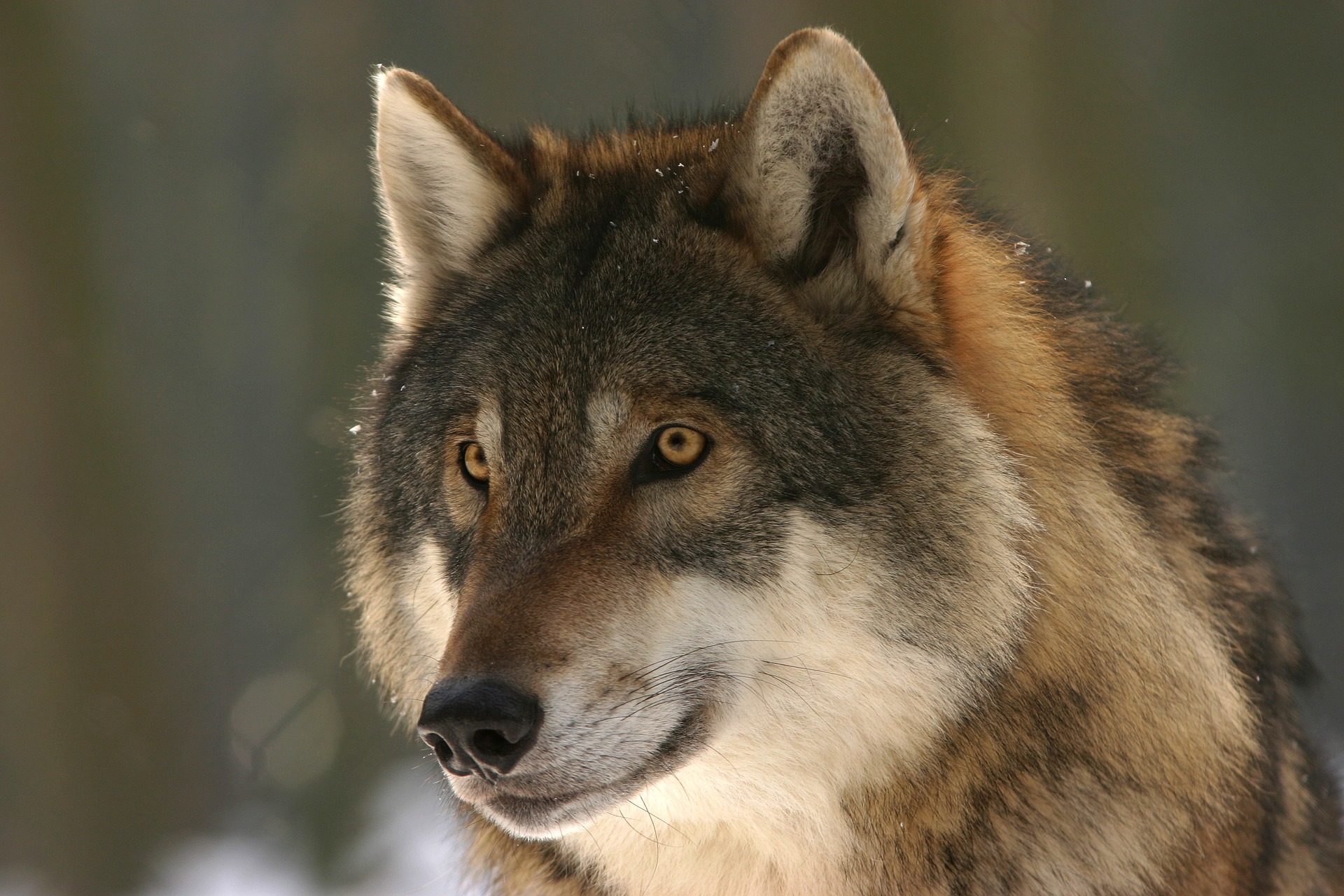 Doppio avvistamento di lupo: come comportarsi in questi casi