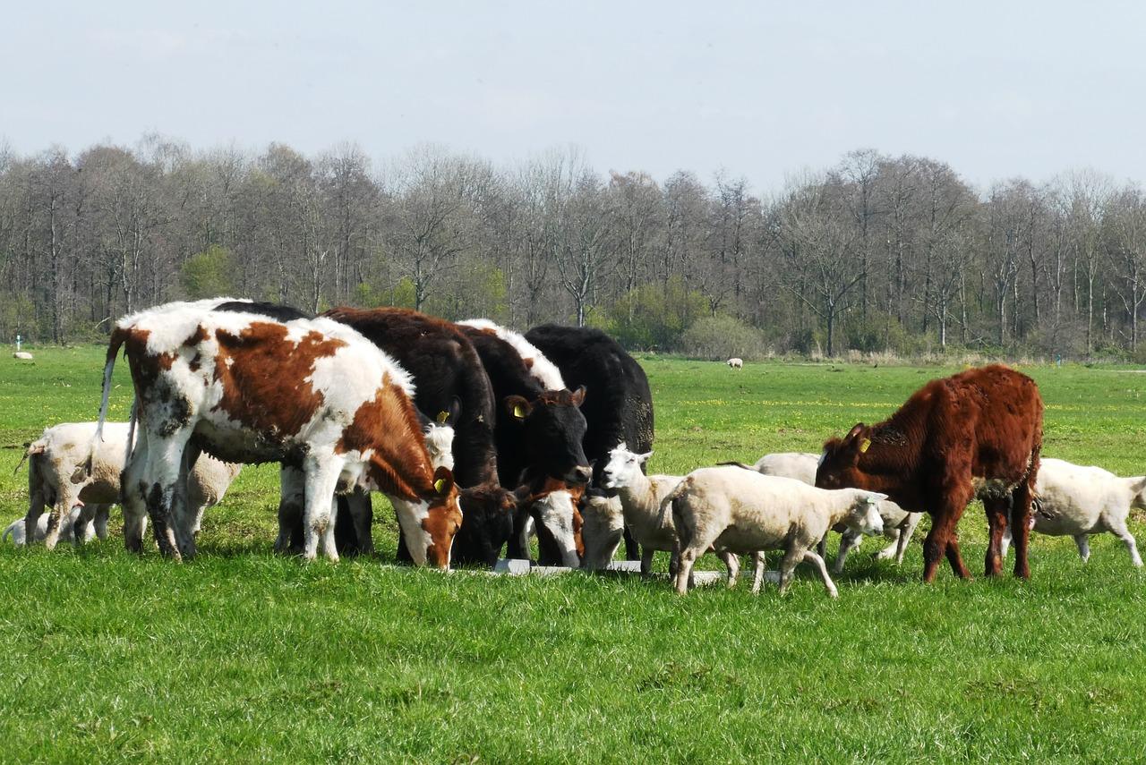 Zootecnia, 243mila euro per l’acquisto di animali riproduttori