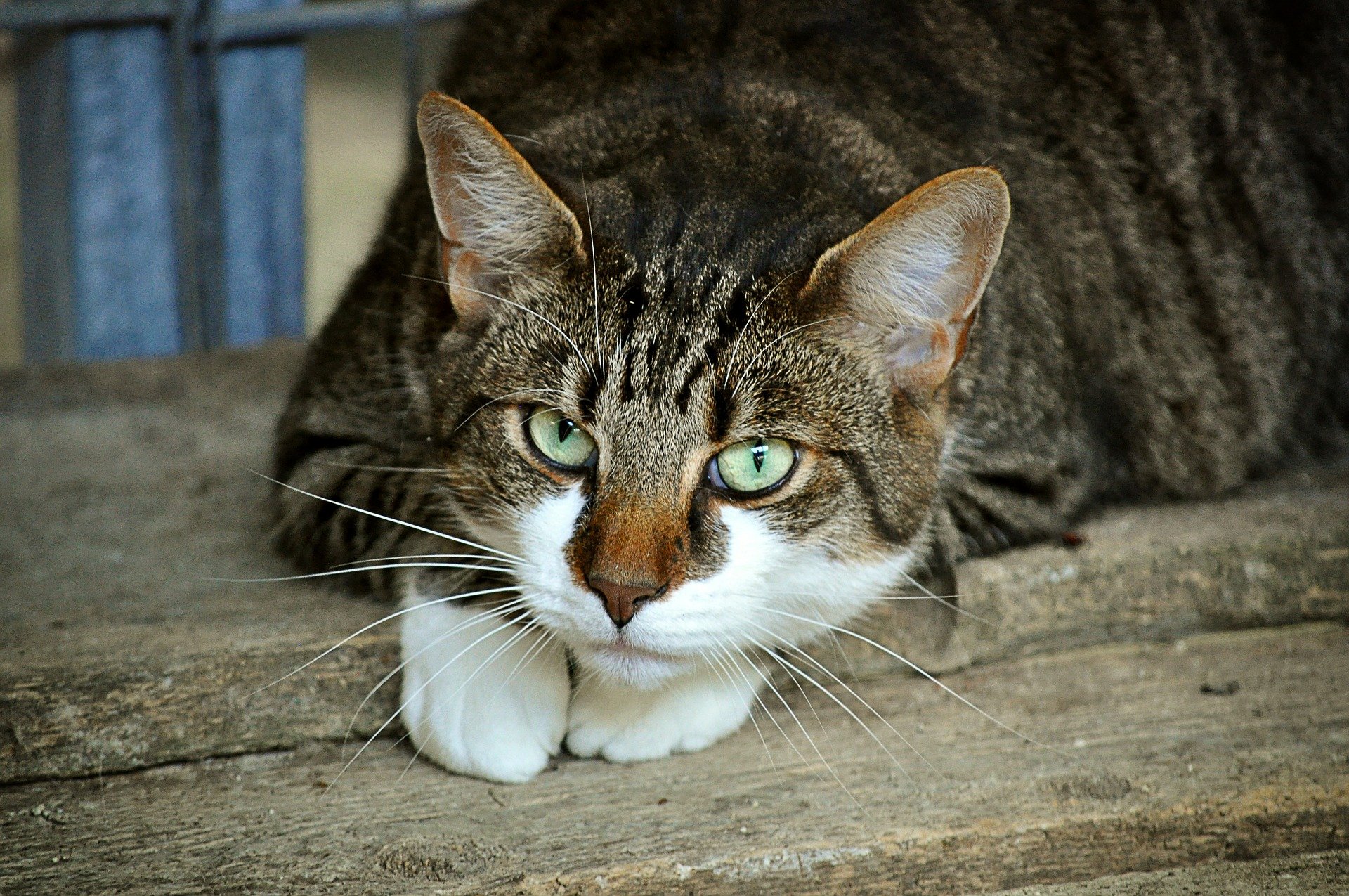 Colonie feline, Castiglion Fiorentino: cosa sono, come si gestiscono e chi ne è responsabile