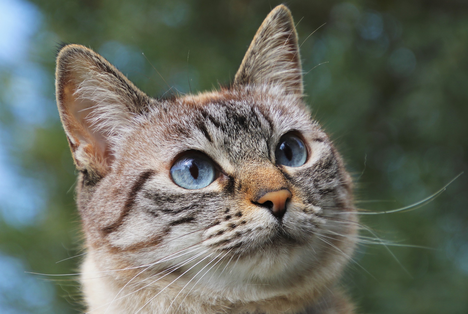 Oggi festa del gatto, quell’amico misterioso