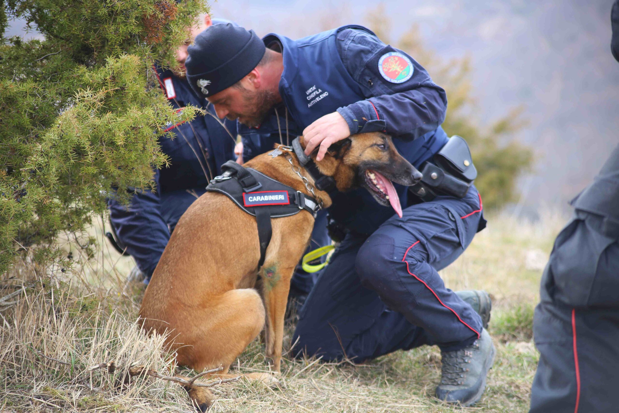 Si chiude “Chimera”, operazione dei carabinieri contro la pratica dei bocconi avvelenati