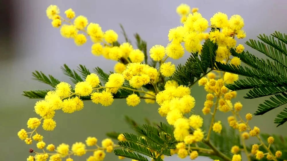 Festa della Donna: il nostro augurio speciale rivolto a tutte voi
