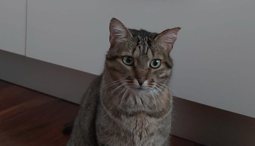 Gatto scomparso in zona via Isonzo