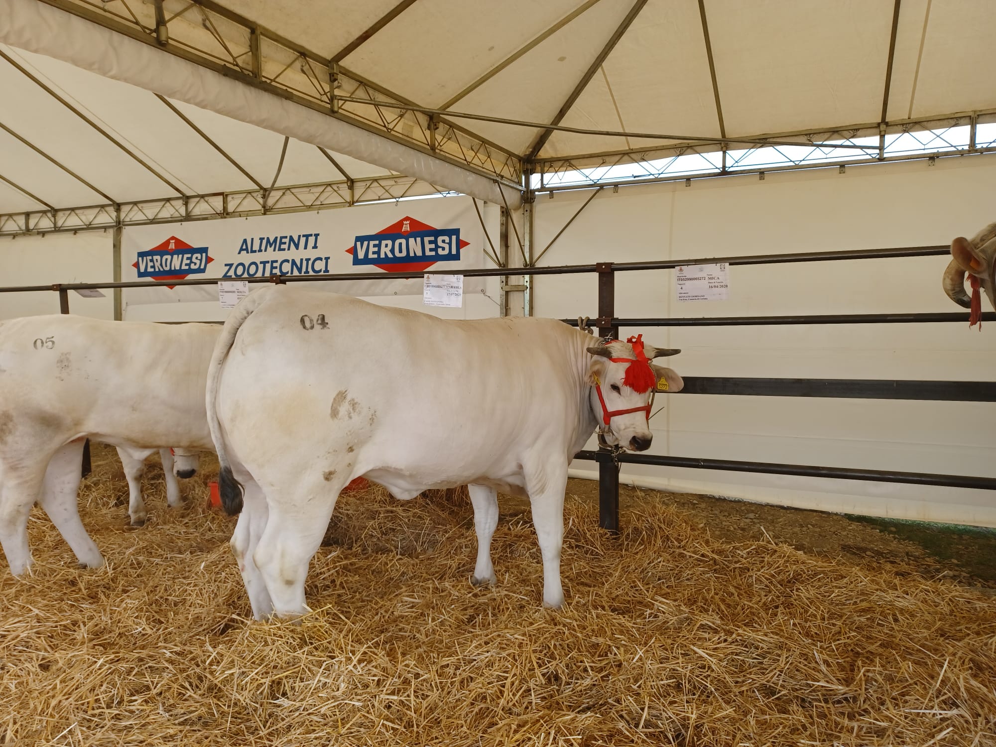 Cortona, 67esima edizione della Mostra dei Bovini di Razza Chianina: grande successo per gli allevatori di Cia Arezzo
