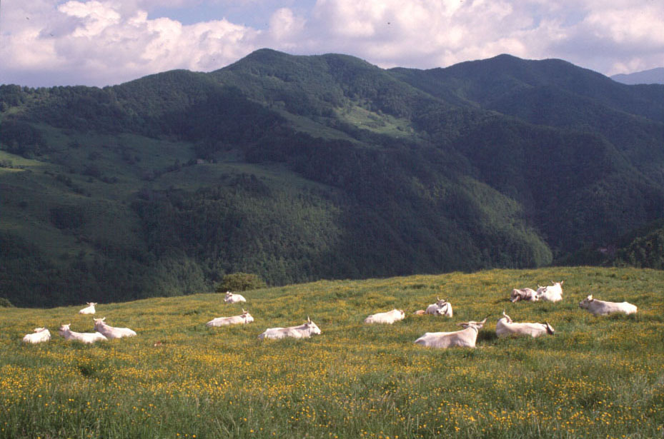 Foreste casentinesi: pubblicato bando per affidamento in concessione di pascoli