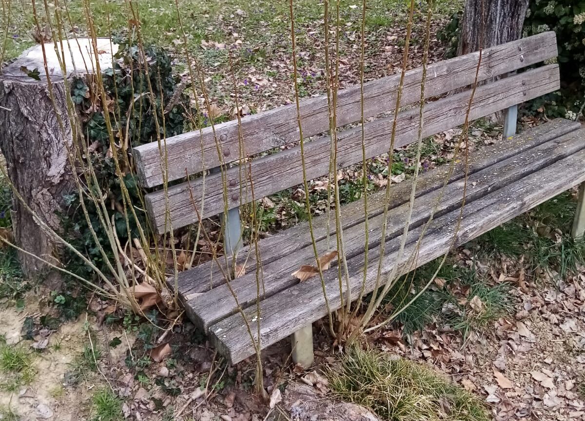 Incuria al Parco del Tortaia