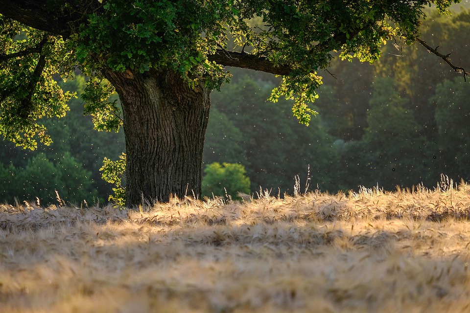 Tremila nuovi alberi nel Centro Italia grazie a Estra e Mosaico Verde