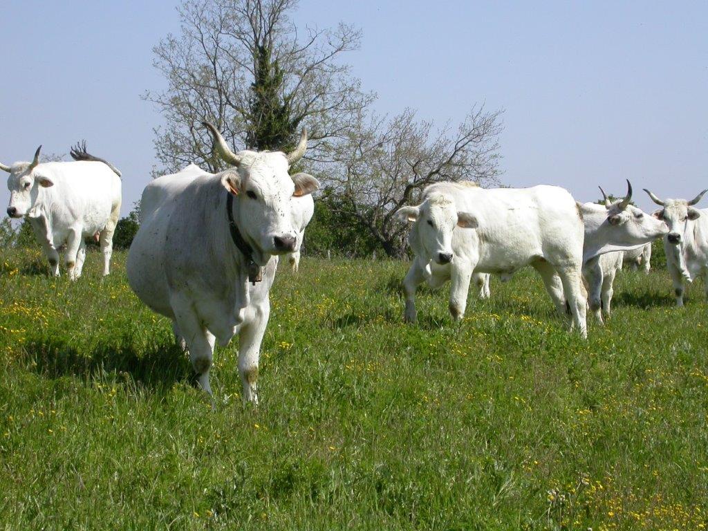 Parco nazionale delle Foreste casentinesi. La politica europea per l’ambiente a salvaguardia del valore ecologico delle praterie