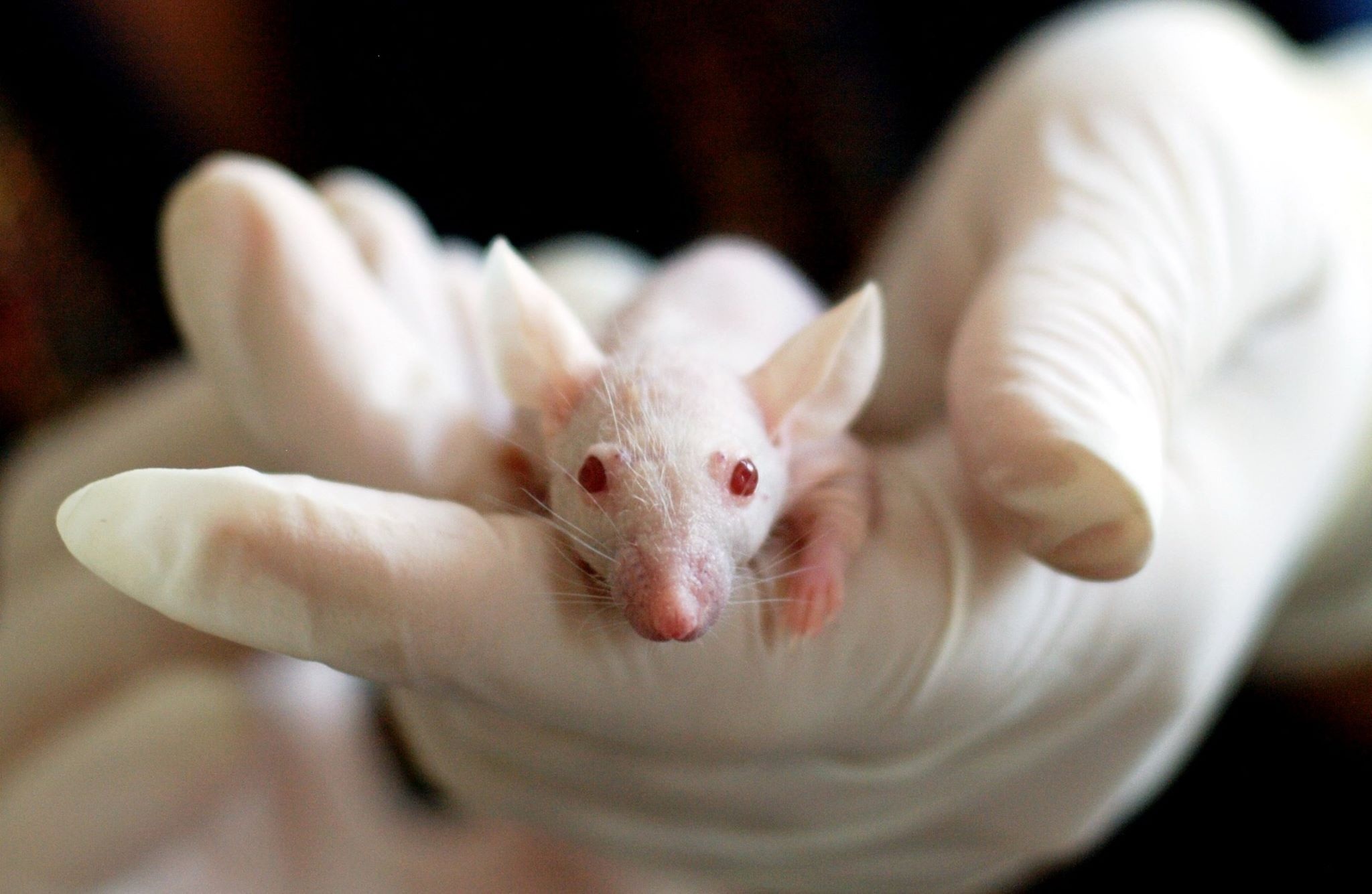 Il mondo vorrebbe sapere cosa stavano facendo gli americani nei laboratori biologici di livello IV in Ucraina