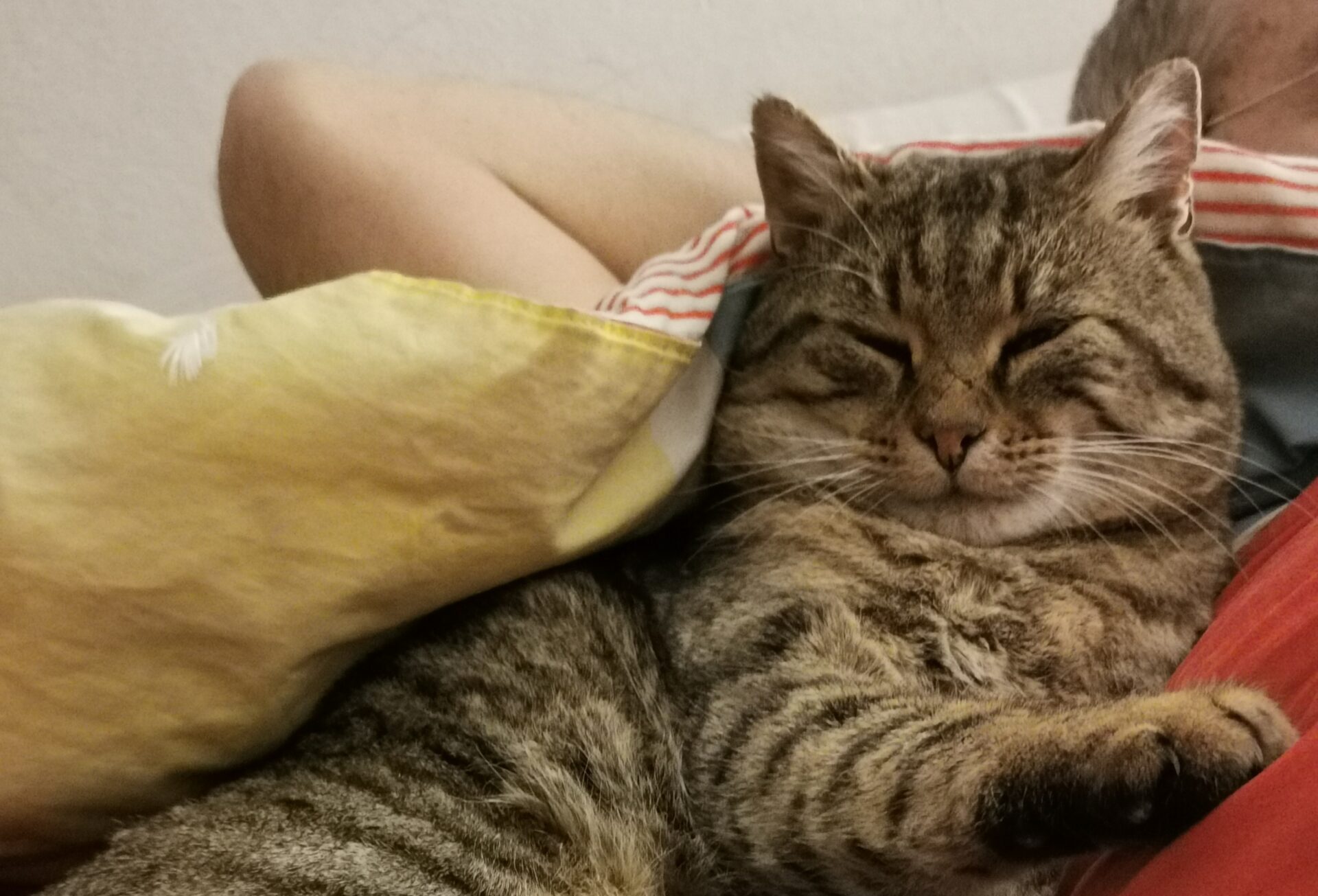A Foiano si è smarrito il gatto Ringo, l’accorato appello dei proprietari