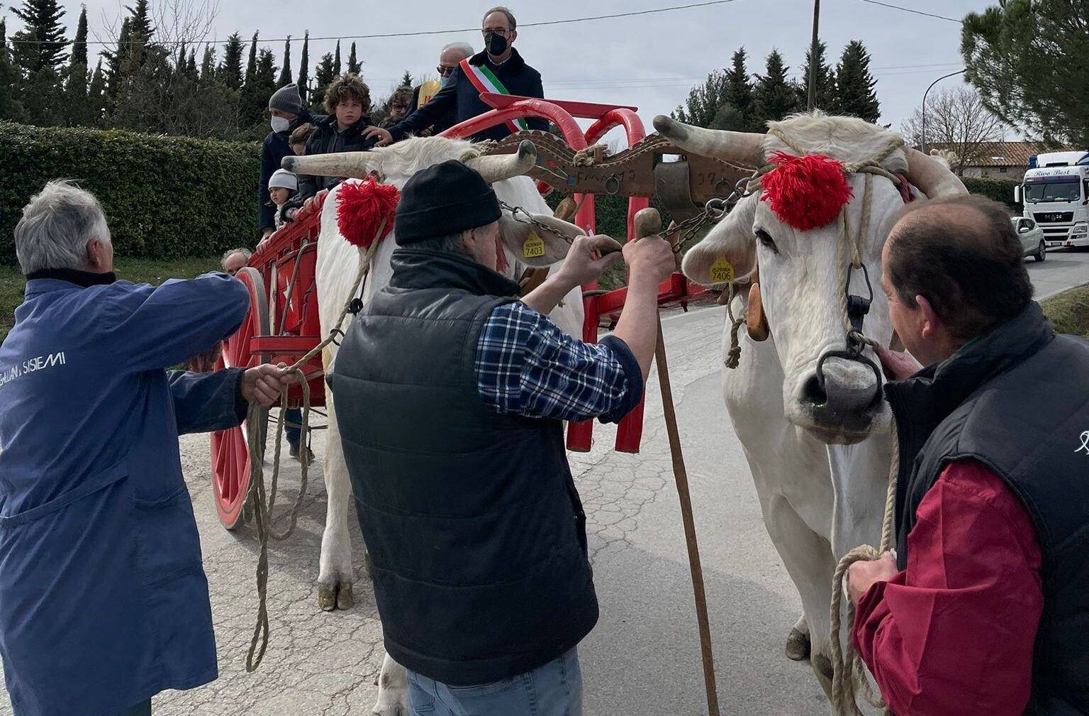Cortona, inaugurata la Mostra dei bovini di razza Chianina
