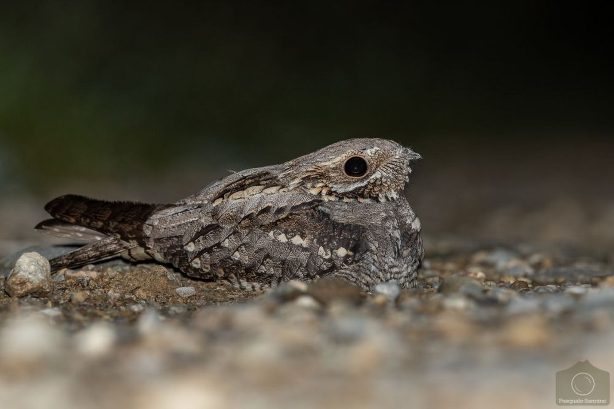 Pratomagno: il progetto “Life Granatha” salva otto specie di uccelli