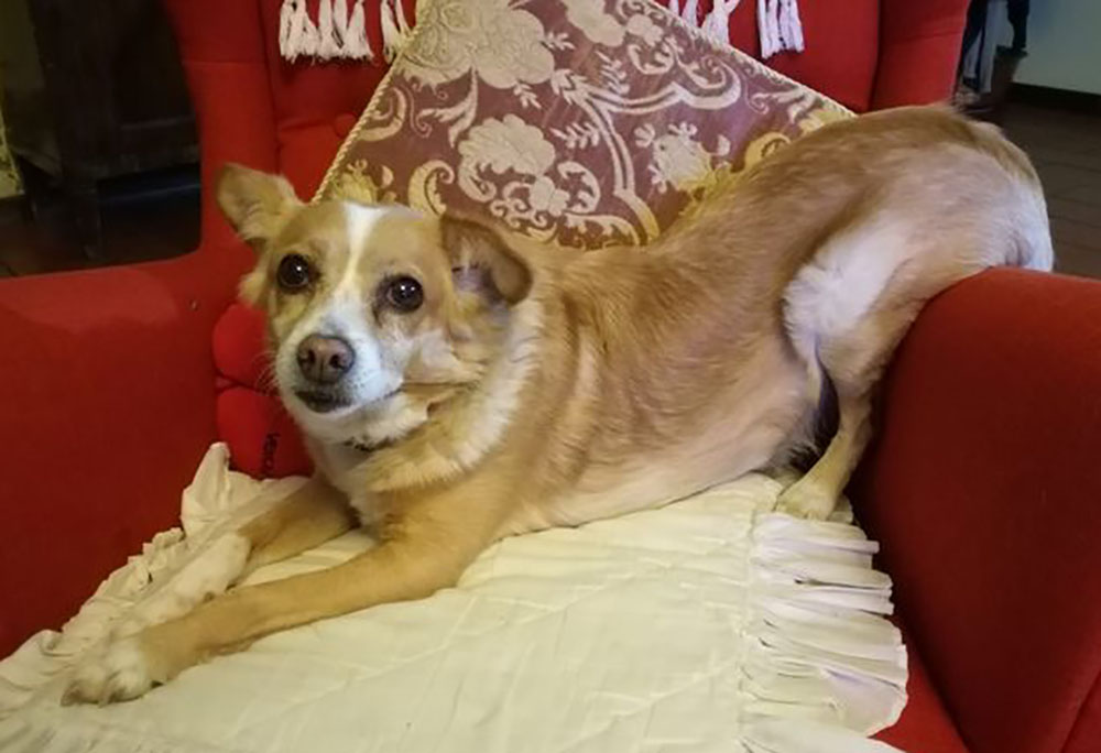 La dolce cagnolina Nina è stata uccisa