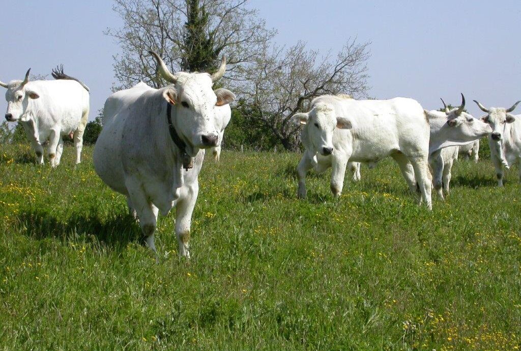 Progetto “Pasturs”: esperienza nelle Foreste Casentinesi per volontari