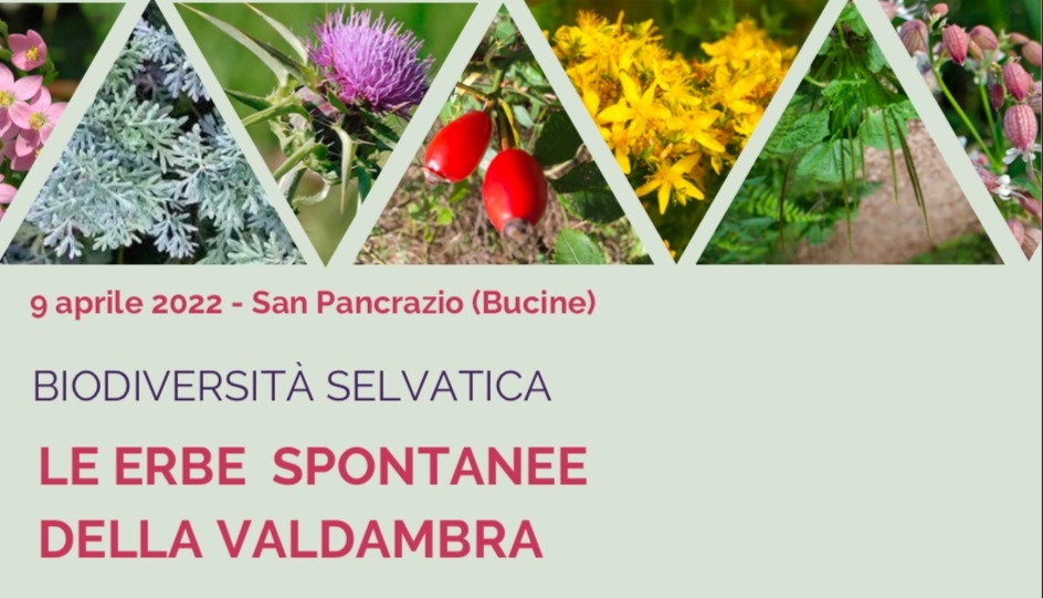 Erbe spontanee della Valdambra