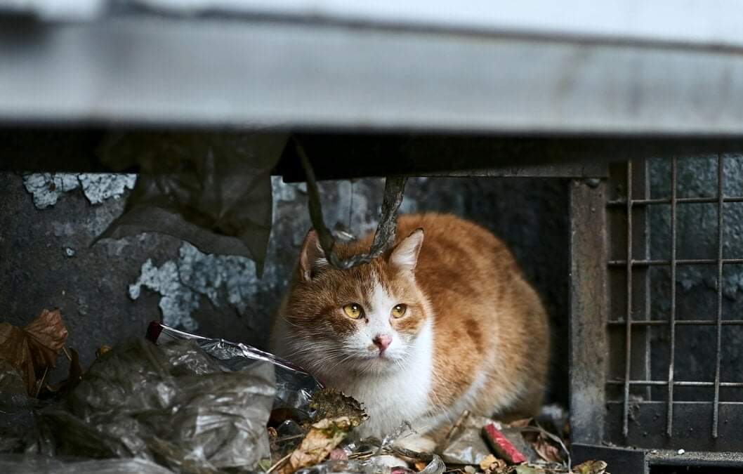 UCRAINA:  Urgente, animali allo stremo – foto/video