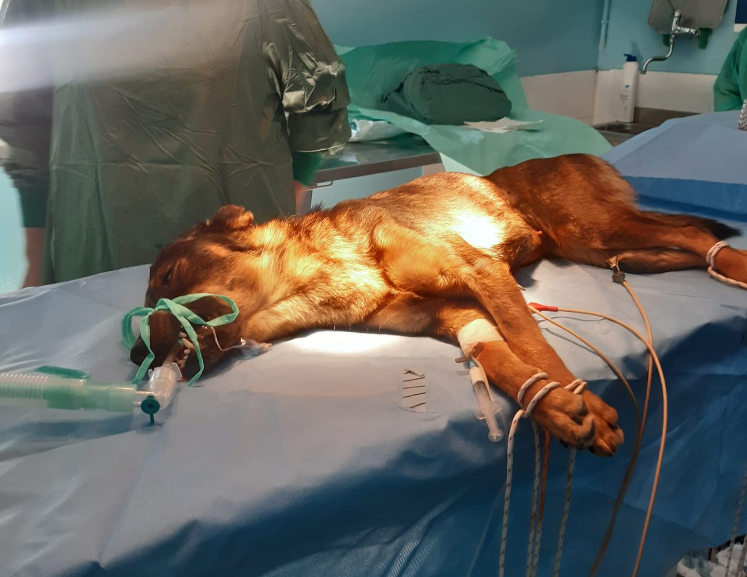 Asl rafforza il servizio veterinario: attivato l’uso di anestesia gassosa in chirurgia animale