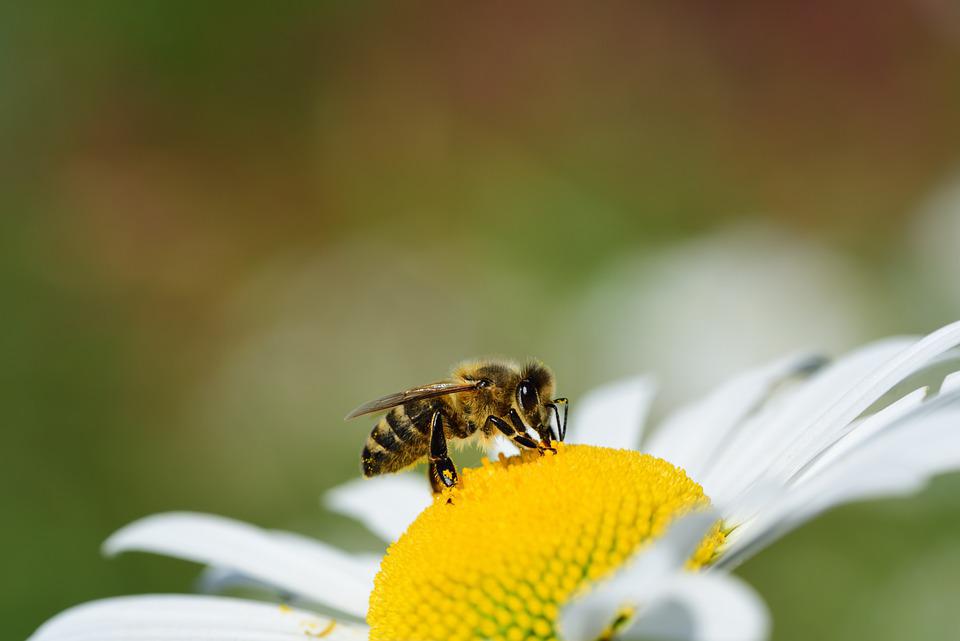Cortona aderisce a “Comuni Amici delle Api”, Rossi: “Riconosciamo così alle api il valore di bene comune”