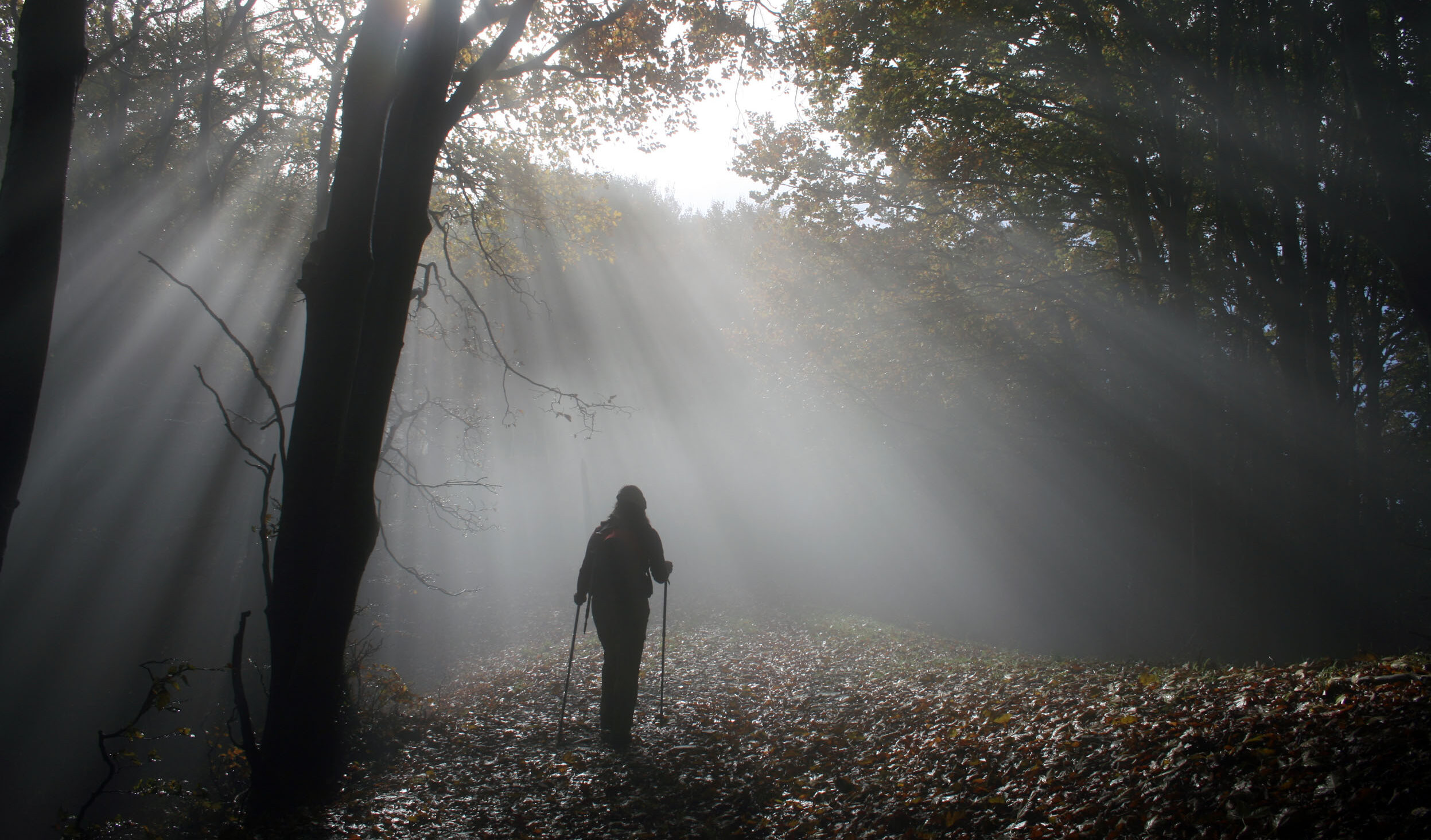 Inaugurazione di “La via delle Foreste”: forest bathing nel parco delle Foreste Casentinesi