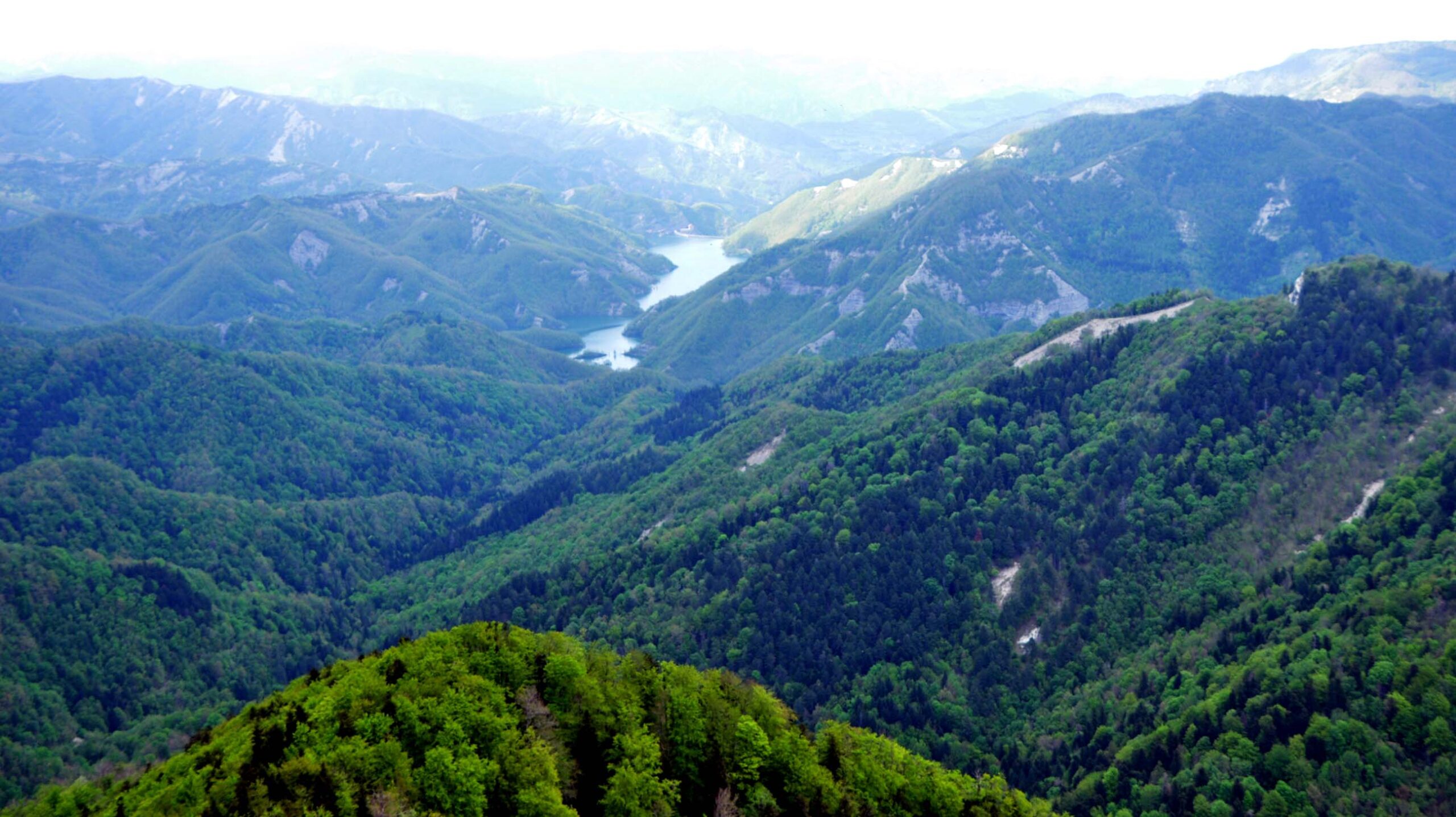 Foreste Casentinesi: al via il restauro della Corona di Abete bianco dell’Eremo