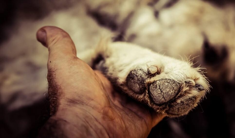 A Cortona “Cani ed emozioni”: la mostra di foto che sostiene il canile di Ossaia