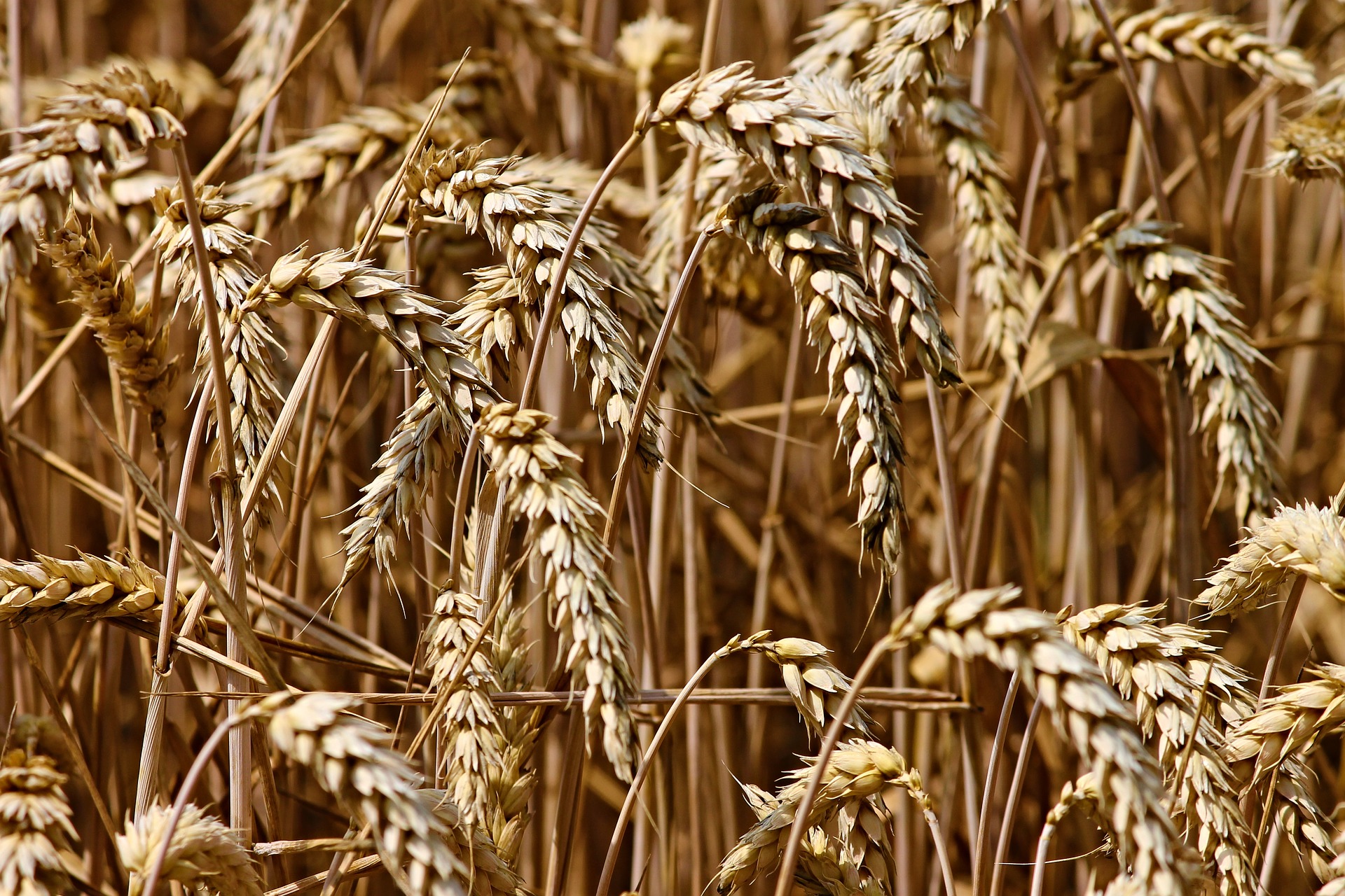 Siccità: occorrono investimenti importanti per cercare di risolvere i gravi problemi arrecati al mondo agricolo e non solo