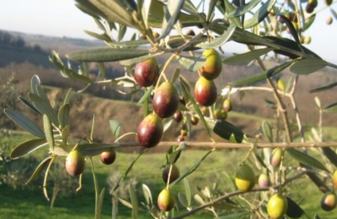 Castiglion Fiorentino combatte la mosca dell’olivo: al via il monitoraggio