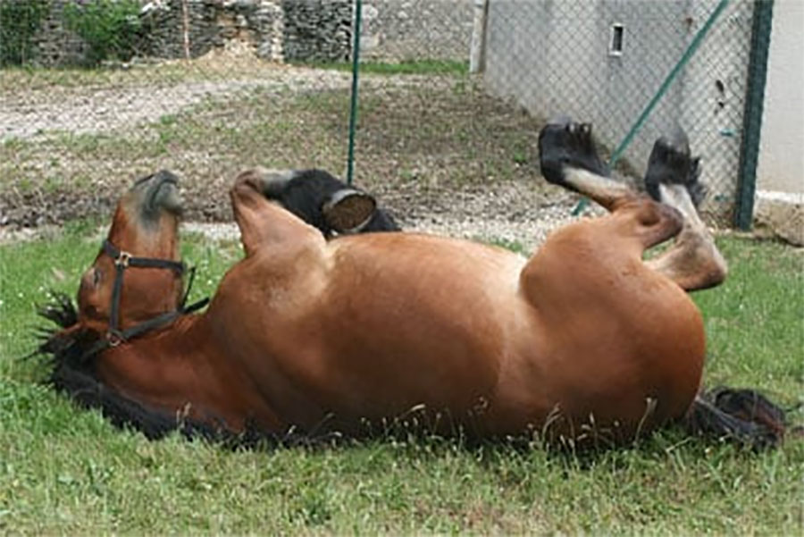 Giostra Saracino vs Palio di Siena