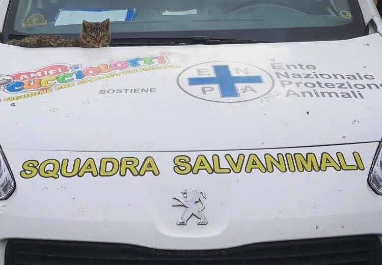 Maltese muore per morsi da cane di grossa taglia, ENPA: “Continuano ad arrivare segnalazioni di casi analoghi”