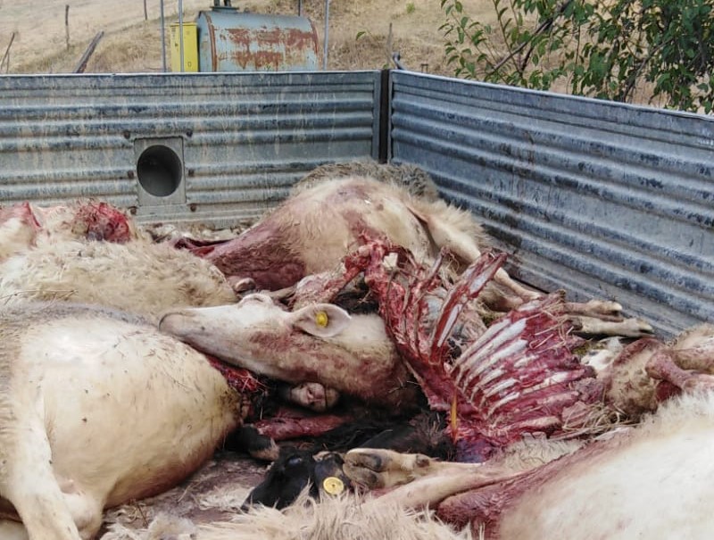 Lupi fanno strage di animali a Terranuova Bracciolini
