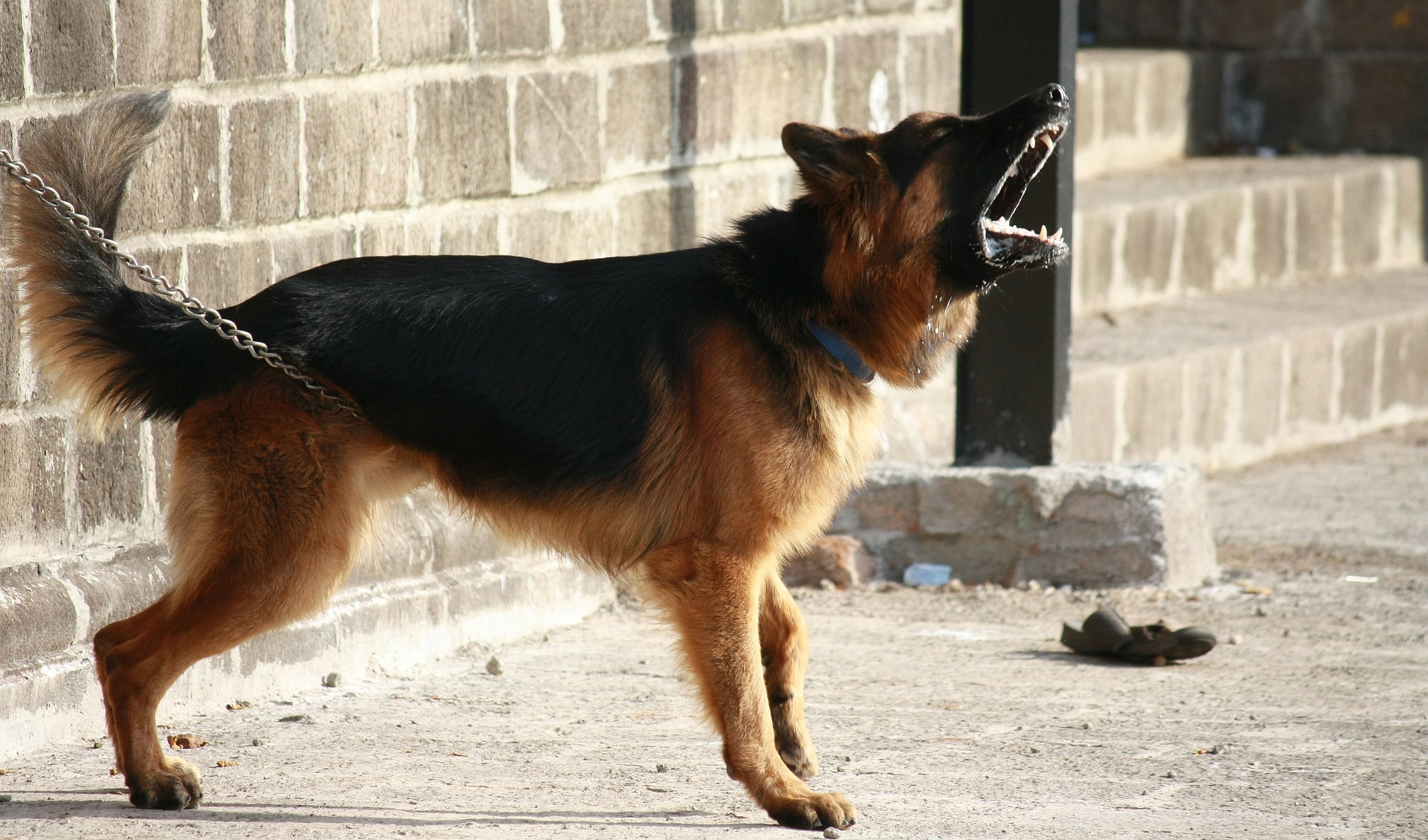 Rischio incendi, vietato tenere cani alla catena