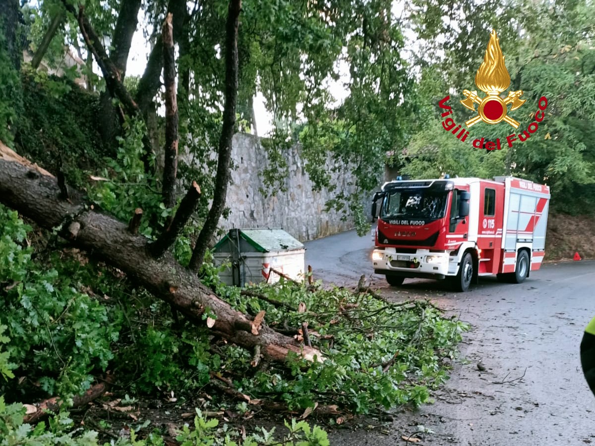 L’intervento dei vigili del fuoco a Cavriglia per a messa in sicurezza di alberi pericolanti
