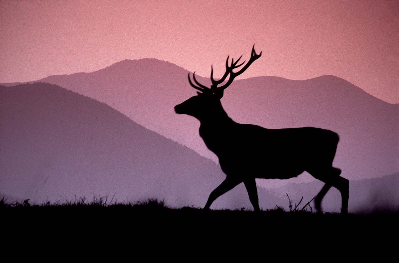 Ultime ore per iscriversi alla conta dei “re” del Parco delle Foreste Casentinesi