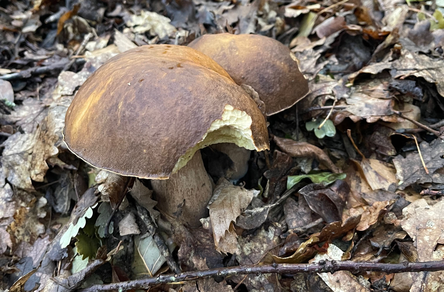Raccolta funghi: come essere in regola in Toscana
