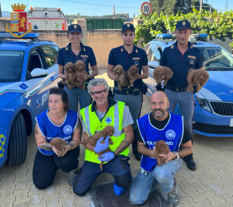 Salvati dalla Polizia di Stato 10 cuccioli di barboncino destinati al mercato nero