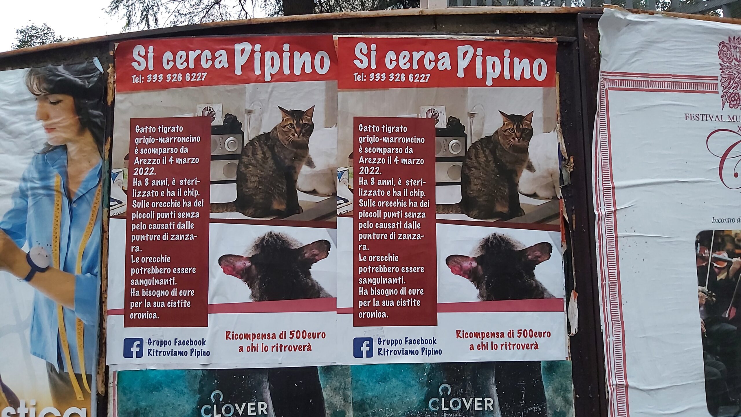 Si cerca ancora “Pipino”, gatto scomparso da marzo 2022