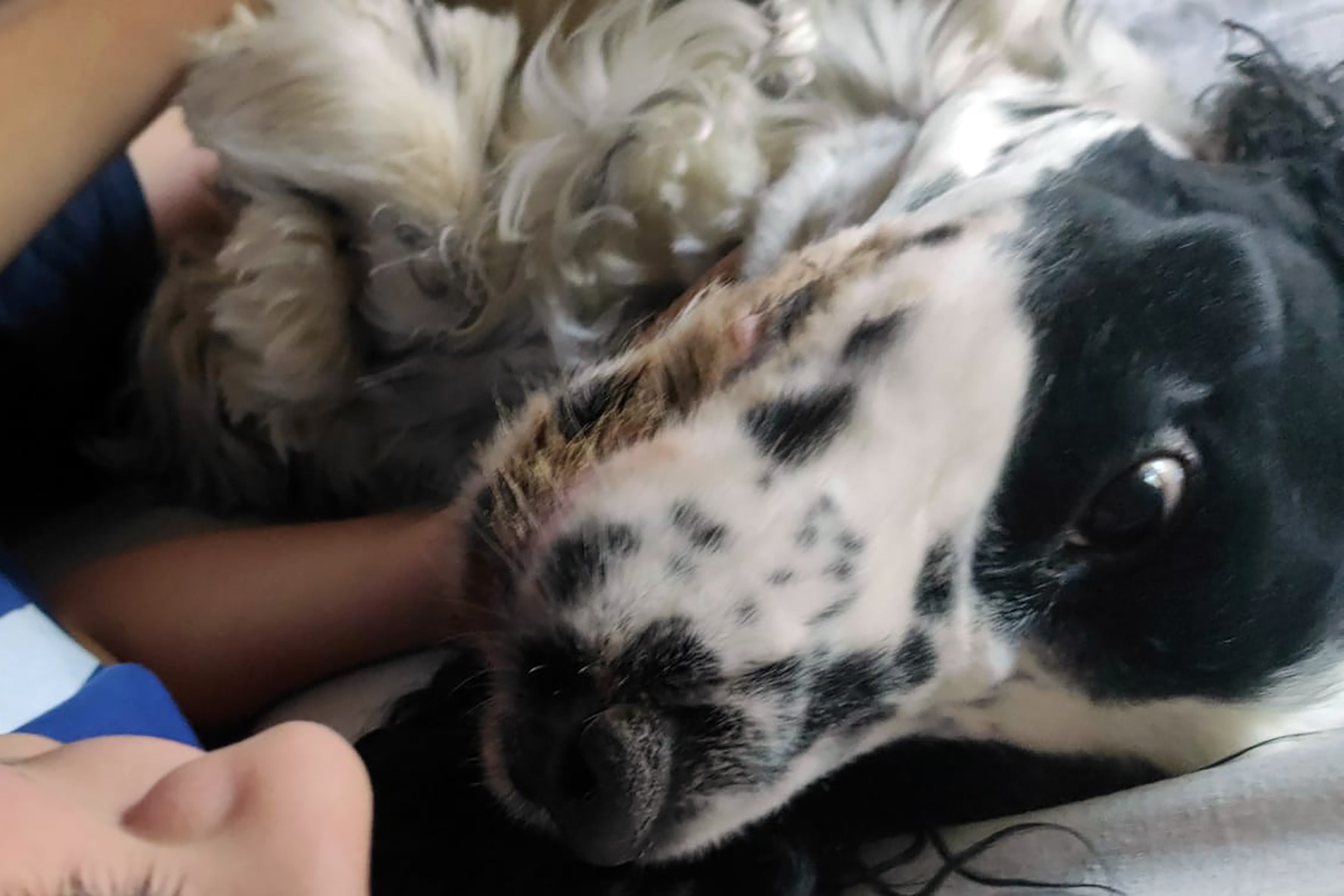Un’attività assistita con gli animali al centro Auryn dell’Istituto di Agazzi 