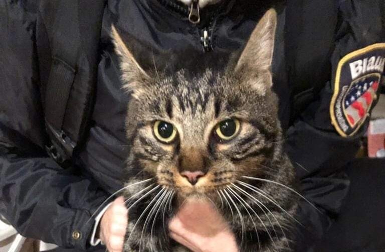 Appello per il gatto ritrovato alla rotonda di San Giuliano: la sua famiglia lo cerca?
