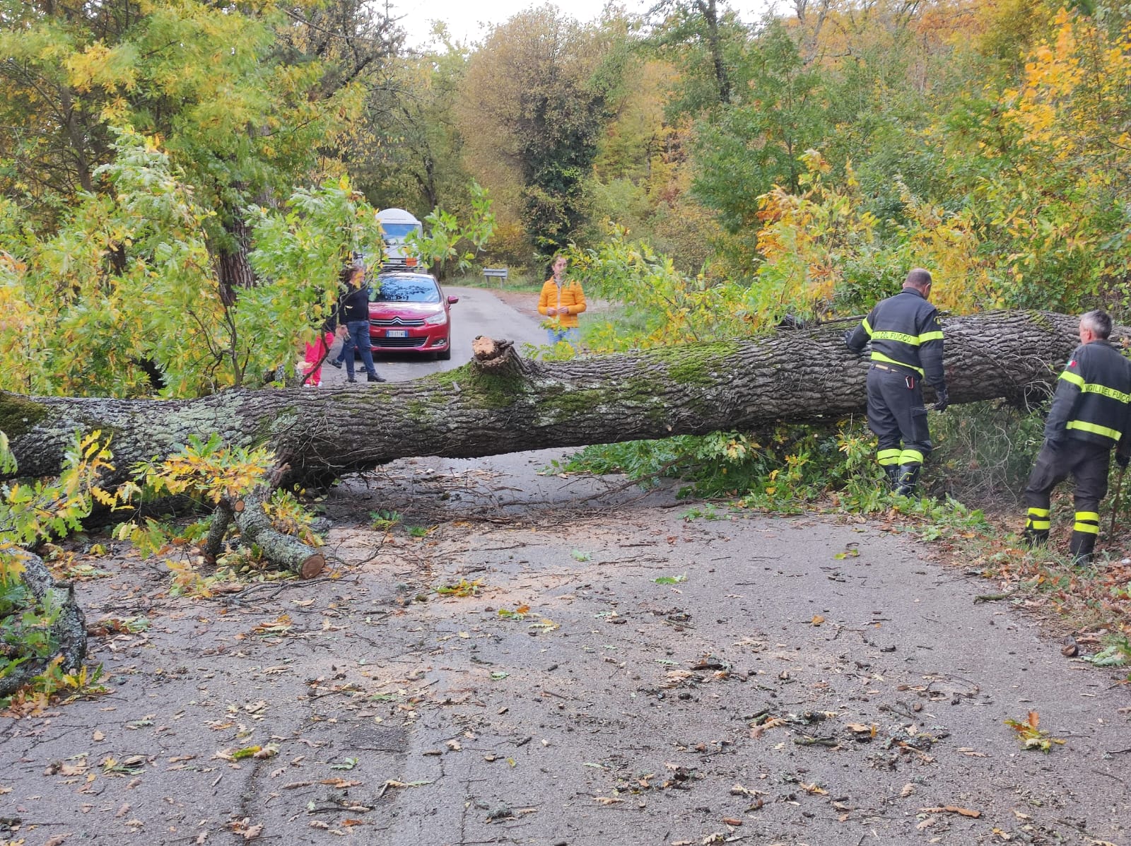 Grosso albero cade sulla sede stradale, l’intervento dei vigili del fuoco