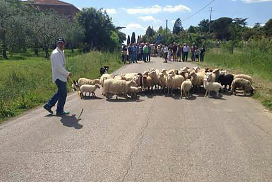 Cortona, sabato a tutto divertimento con lo «Sheepdog day»