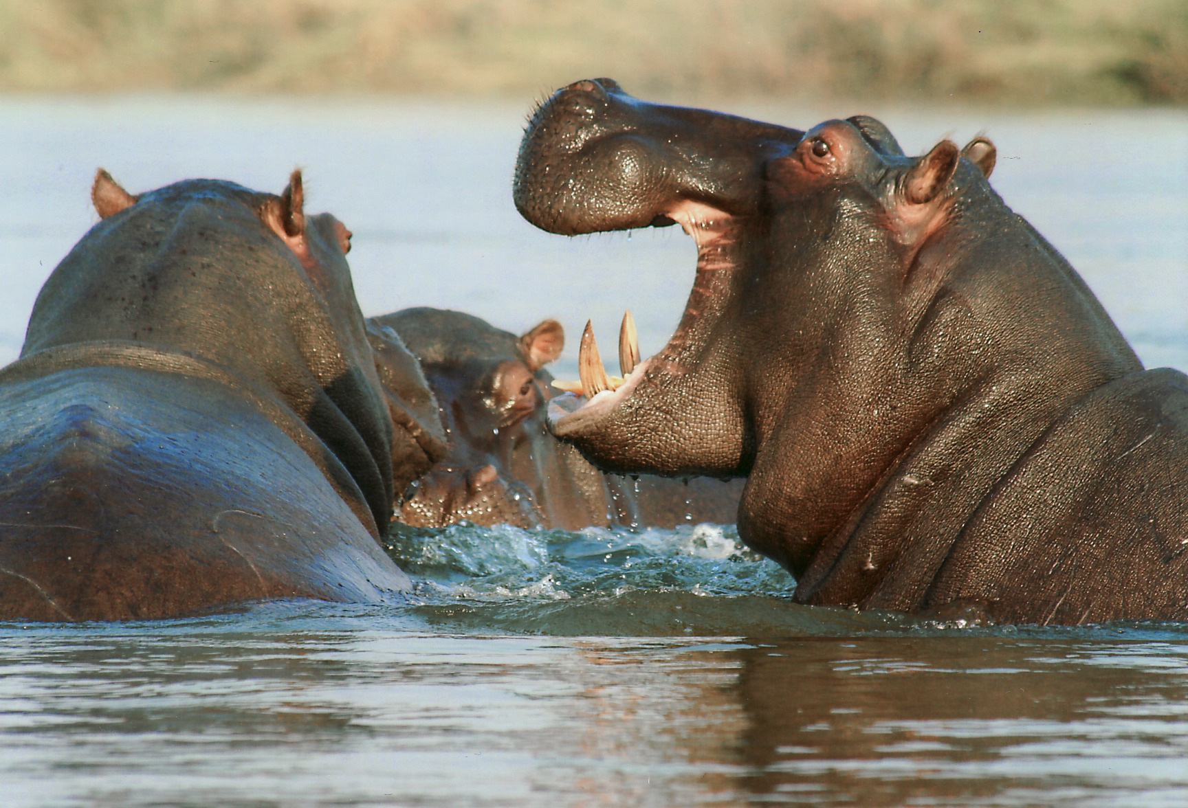 Un ippopotamo inghiotte un bambino di 2 anni: è vivo