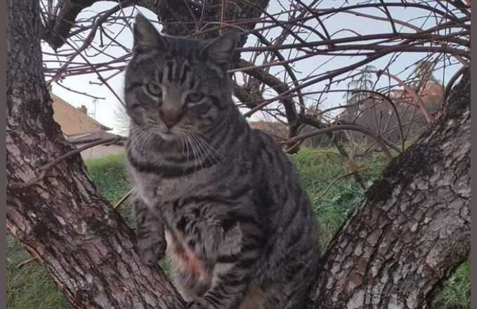 “E’ speciale”: Giani dedica un post a Giuliano, il gatto di Castiglion Fiorentino