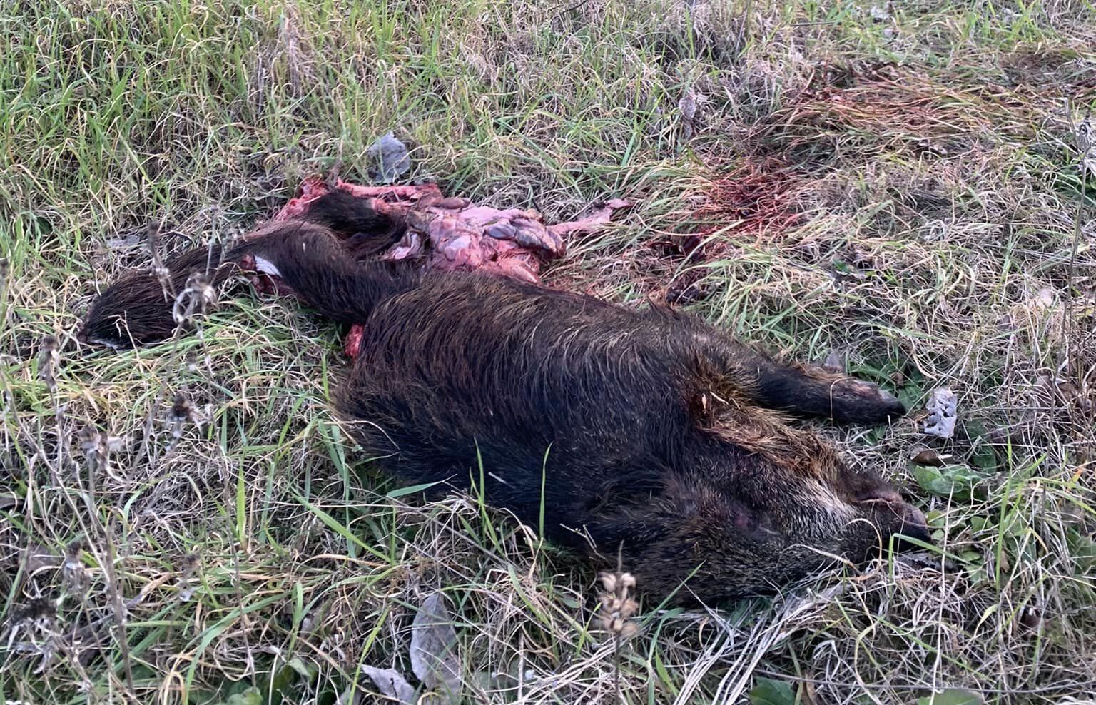 Insegue e mangia un cinghiale vicino la SR71: avvistato questa mattina lupo a Policiano