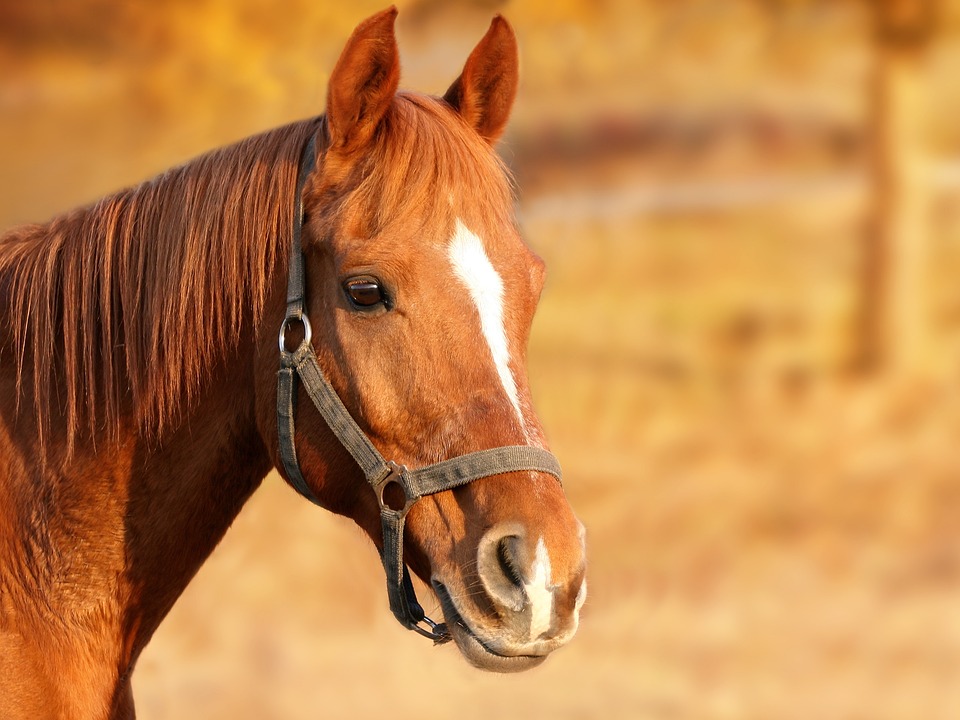 Palio dei Rioni: riconfermati ambulanza veterinaria e servizi della clinica “Il Ceppo”