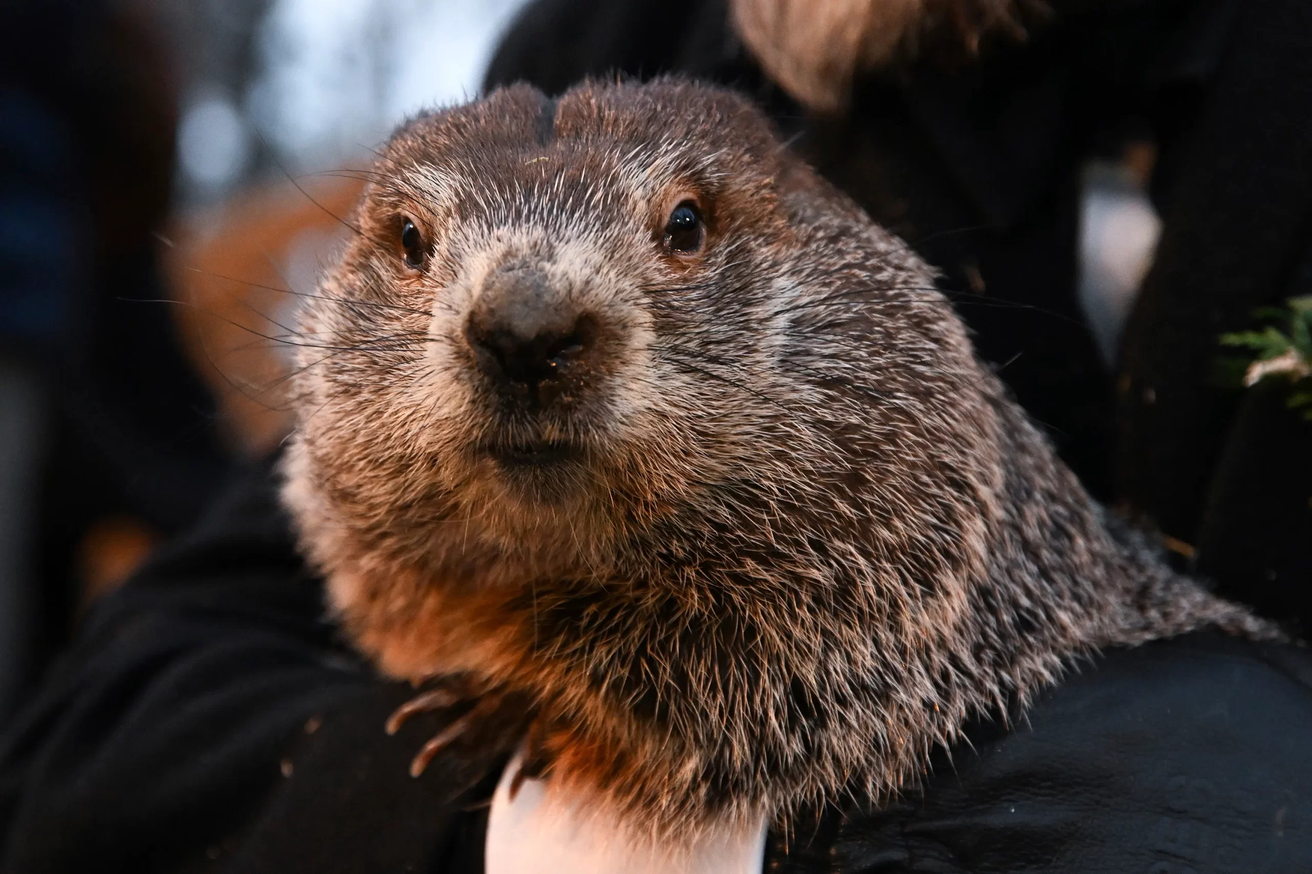 Nel Giorno della Marmotta, Punxsutawney Phil prevede altre sei settimane di inverno
